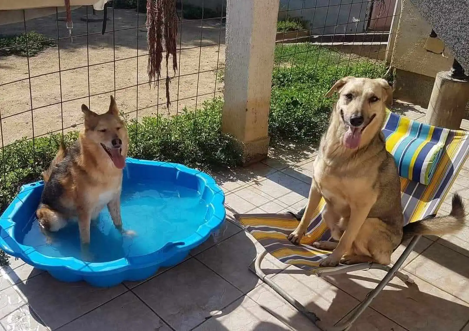 Udomljen pas Toffe (12)