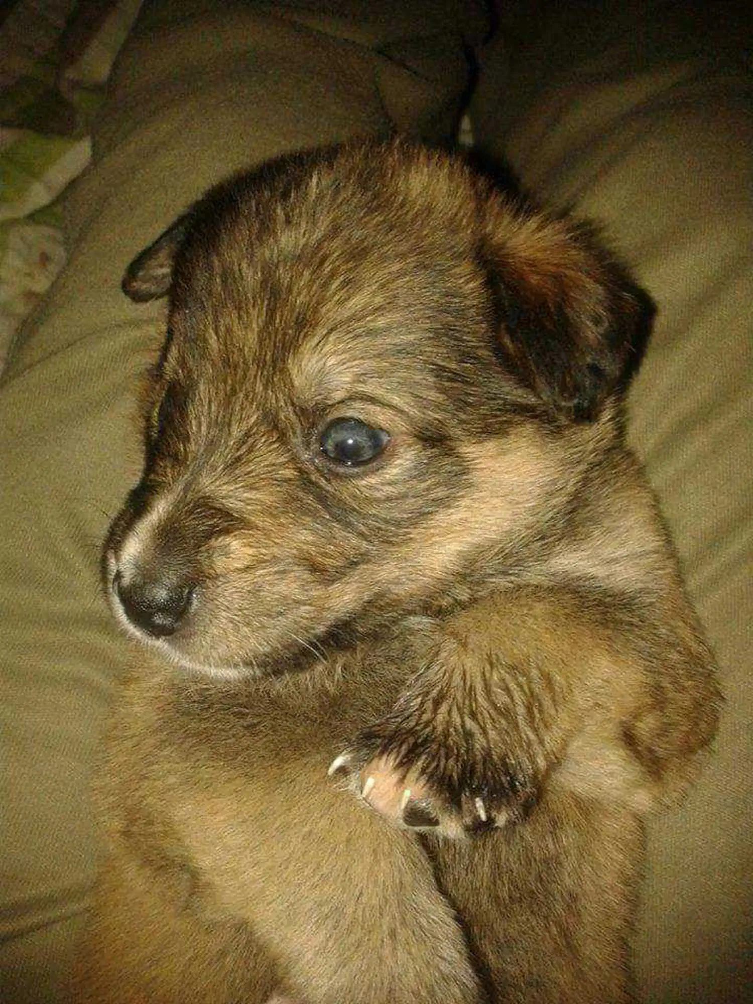 Udomljen pas Toffe (14)