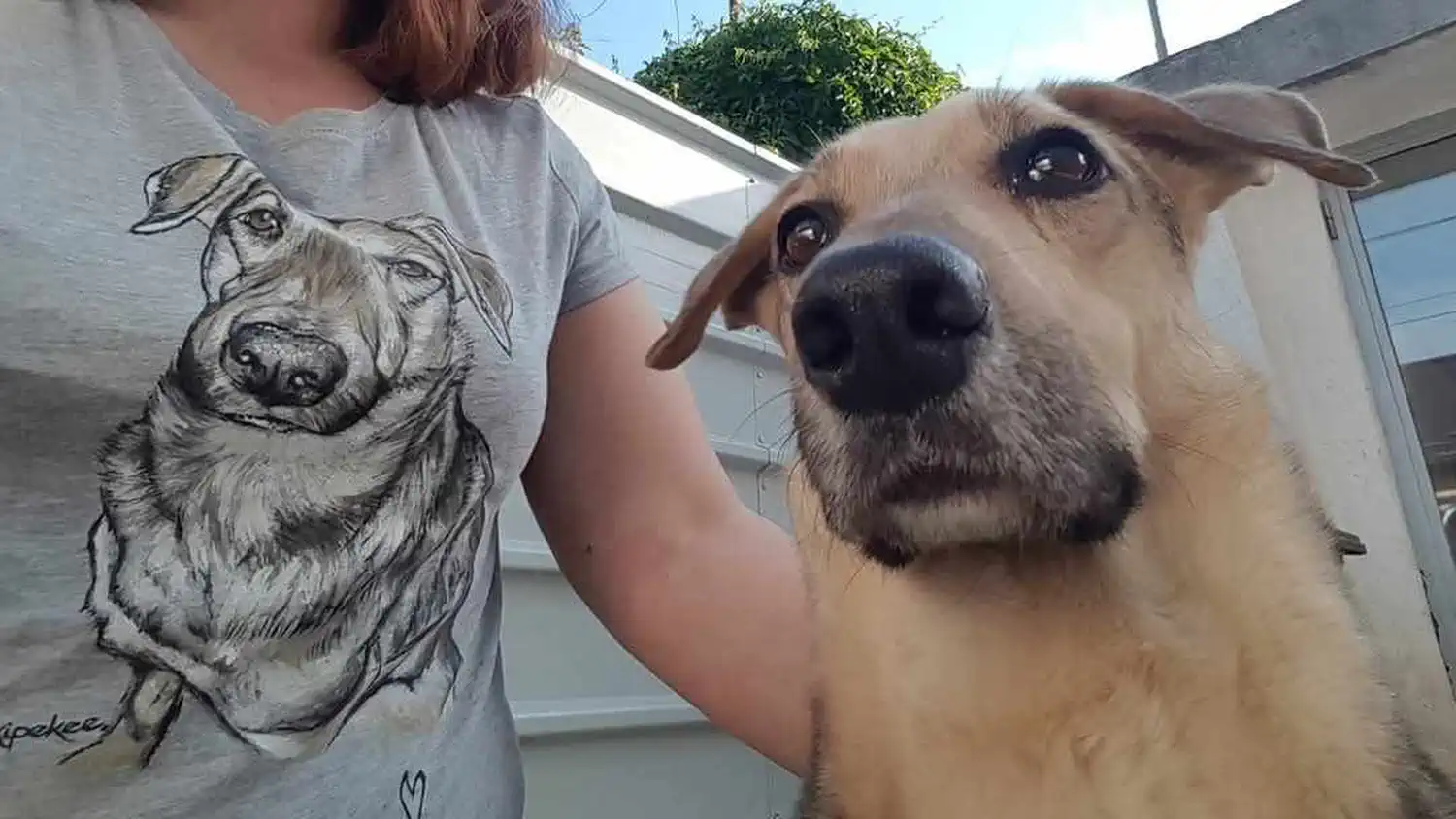 Udomljen pas Toffe (15)