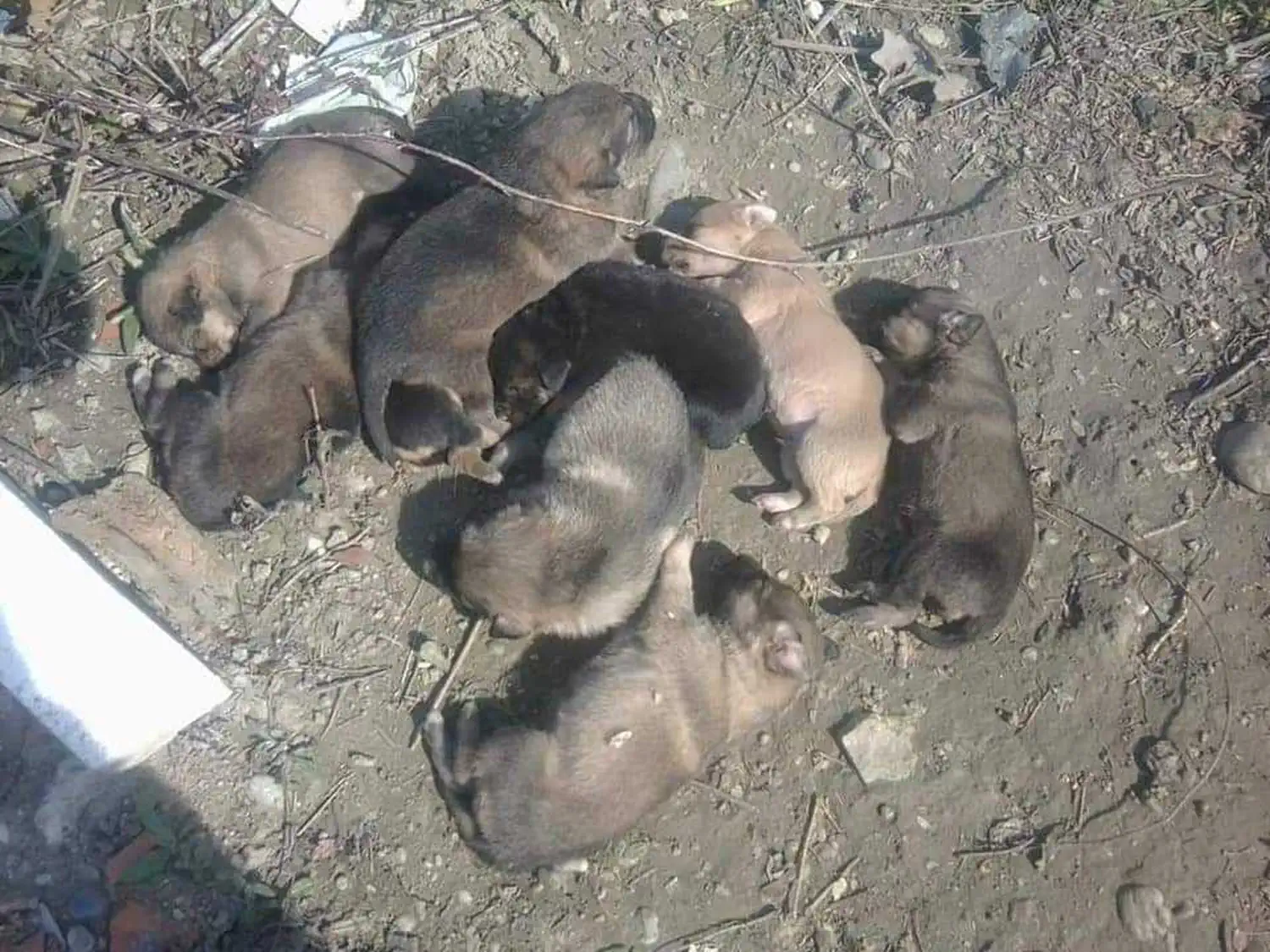 Udomljen pas Toffe (2)