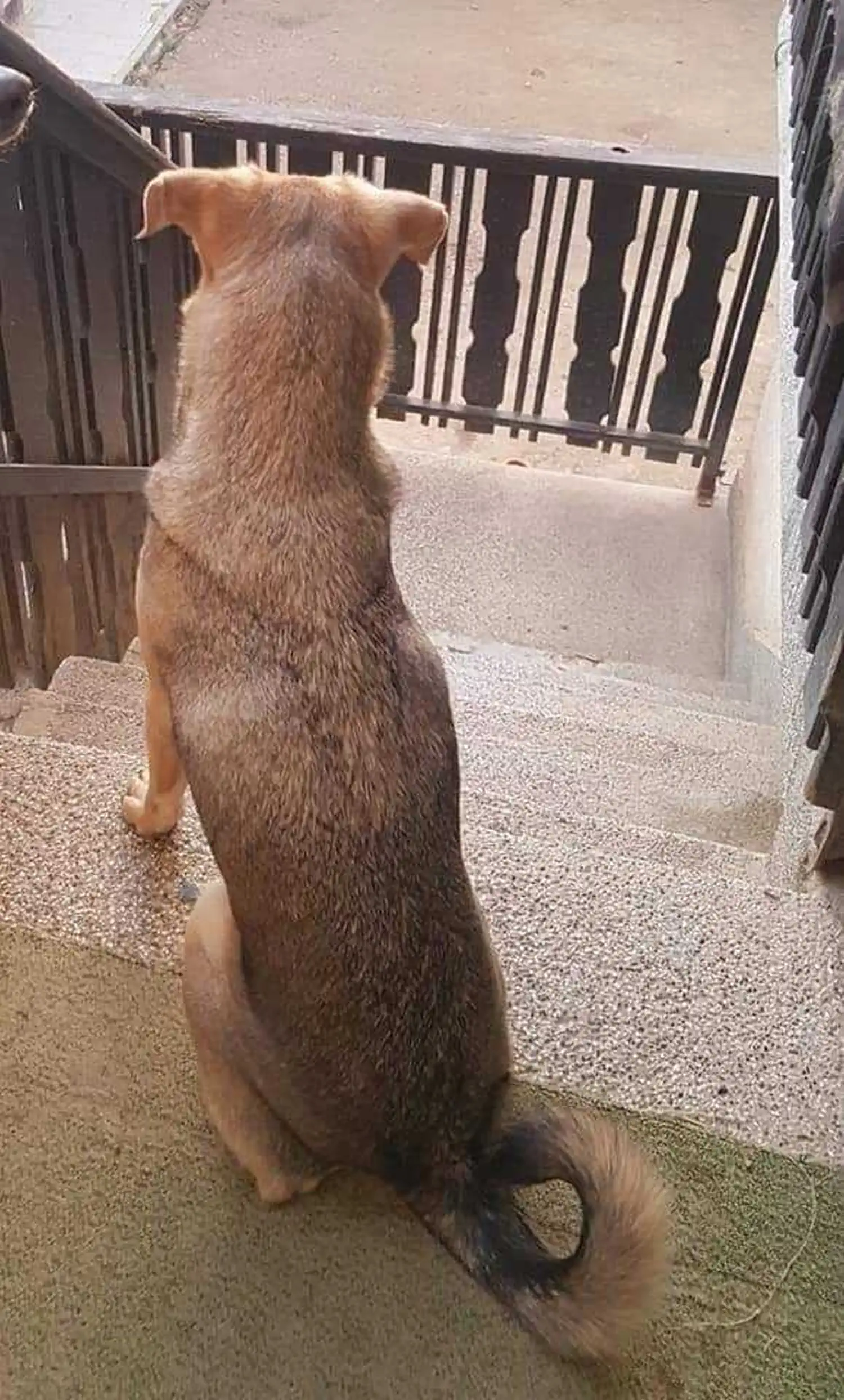 Udomljen pas Toffe (3)