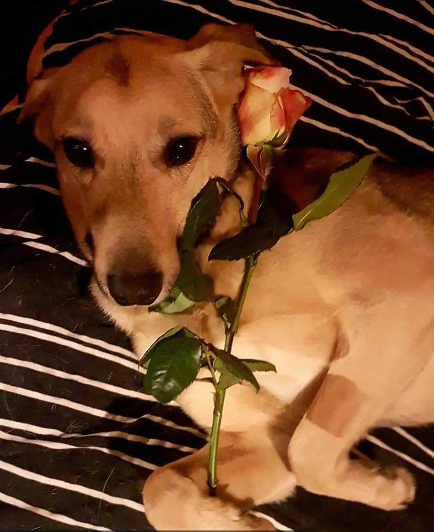 Udomljen pas Toffe (4)