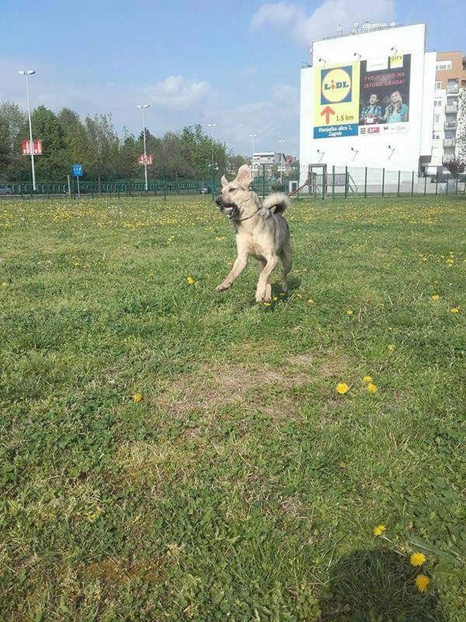 Udomljen pas Toffe (5)