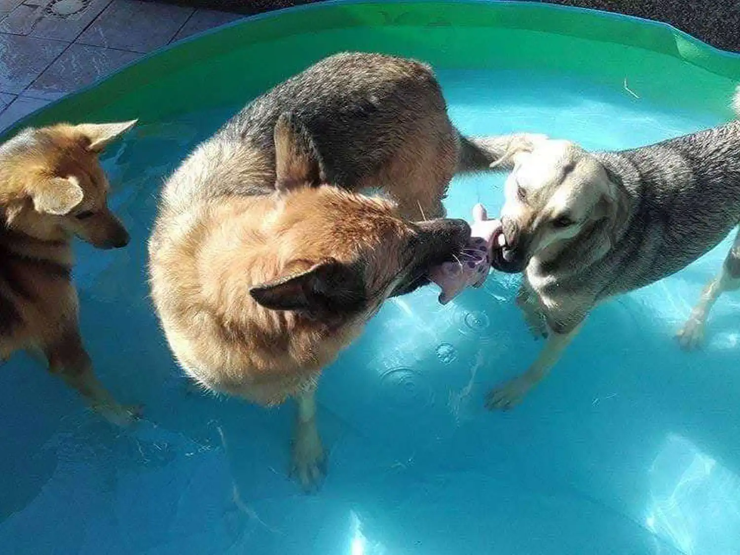 Udomljen pas Toffe (6)