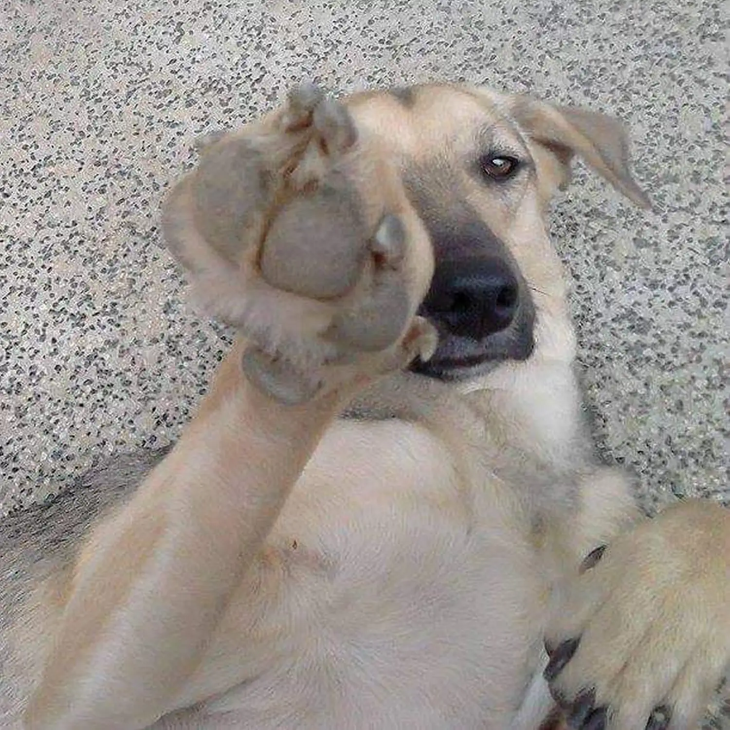 Udomljen pas Toffe (7)