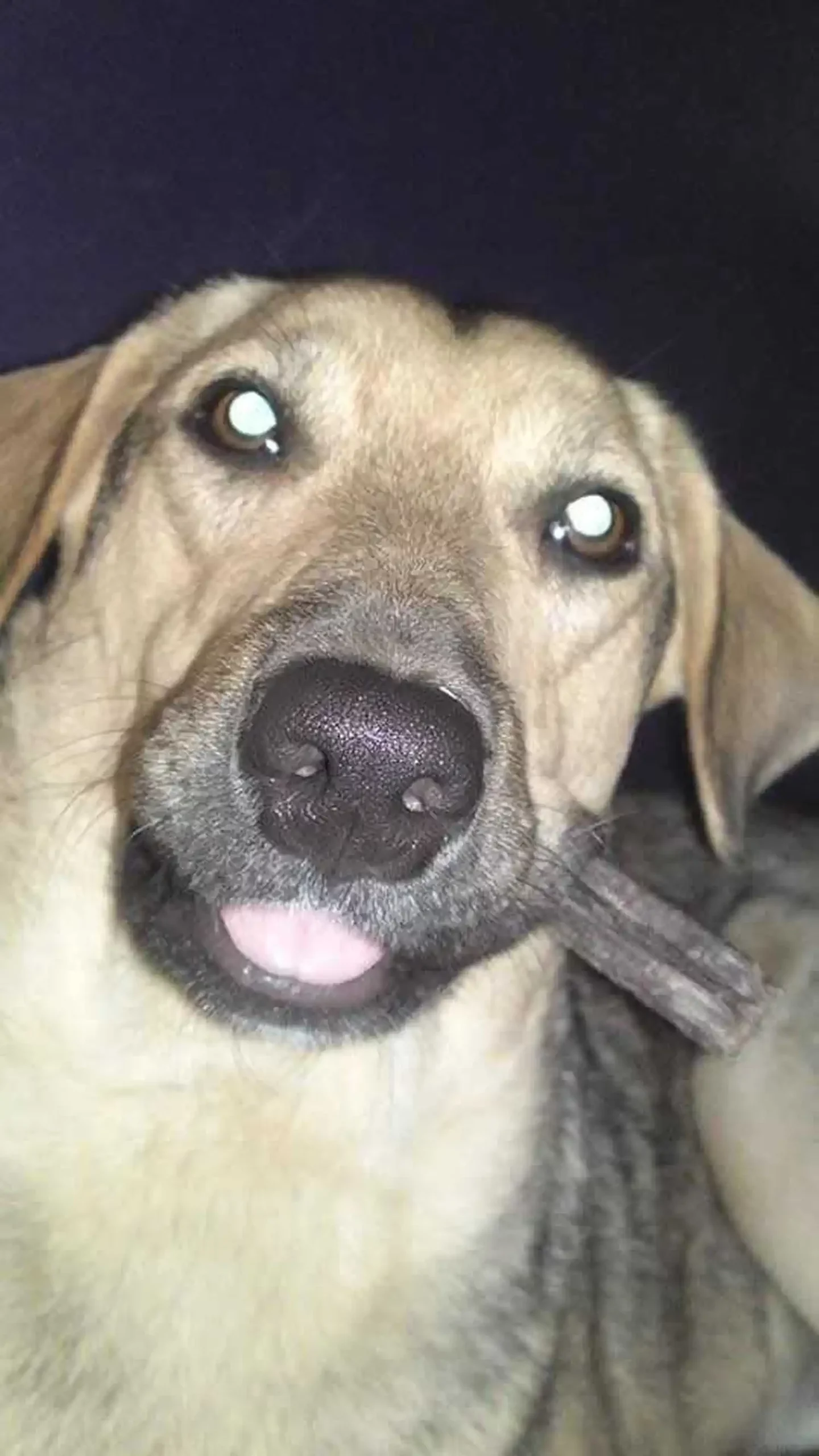 Udomljen pas Toffe (8)