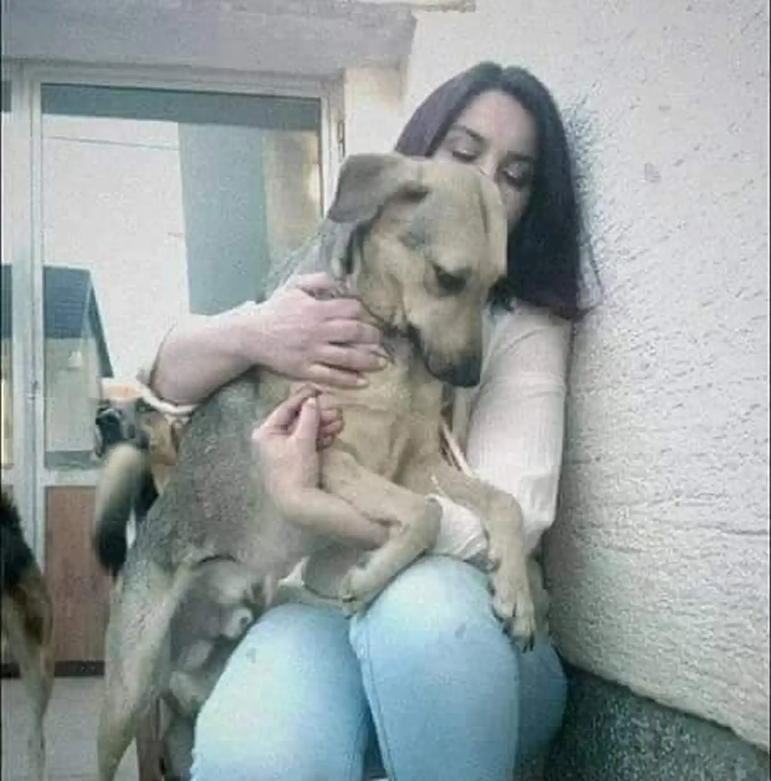 Udomljen pas Toffe (9)