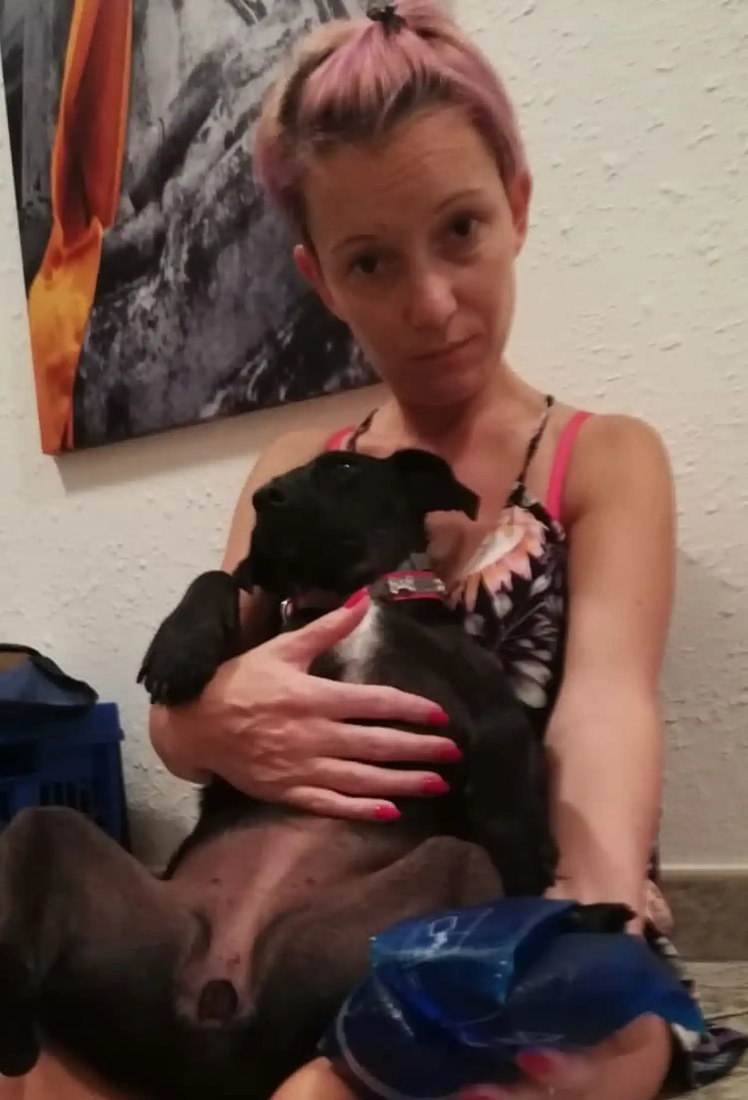 Udomljeni pas Carry – prijatelji životinja čakovec (1) Udomljeni pas Carry – prijatelji životinja čakovec (1)