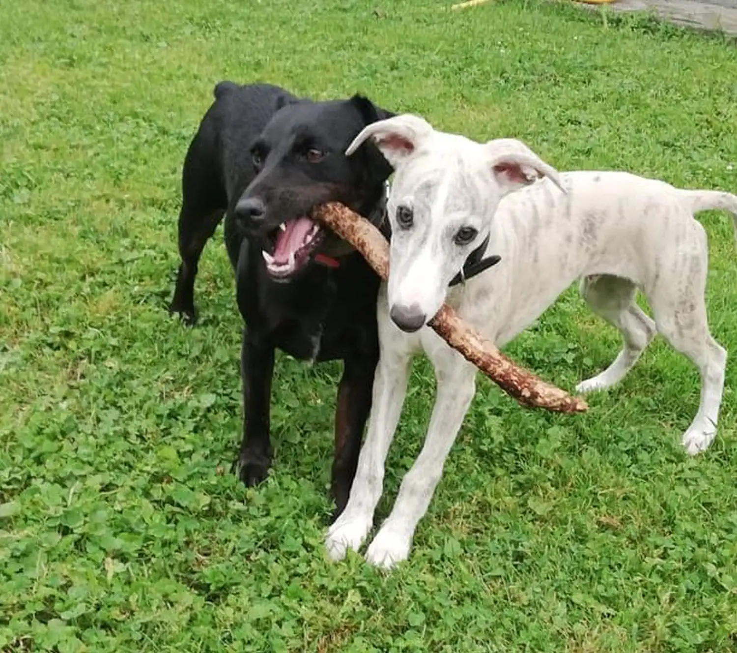 Udomljeni pas Carry – prijatelji životinja čakovec (2) Udomljeni pas Carry – prijatelji životinja čakovec (2)