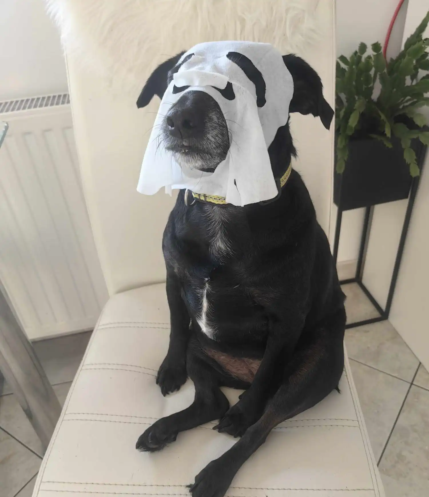 Udomljeni pas Carry – prijatelji životinja čakovec (4) Udomljeni pas Carry – prijatelji životinja čakovec (4)