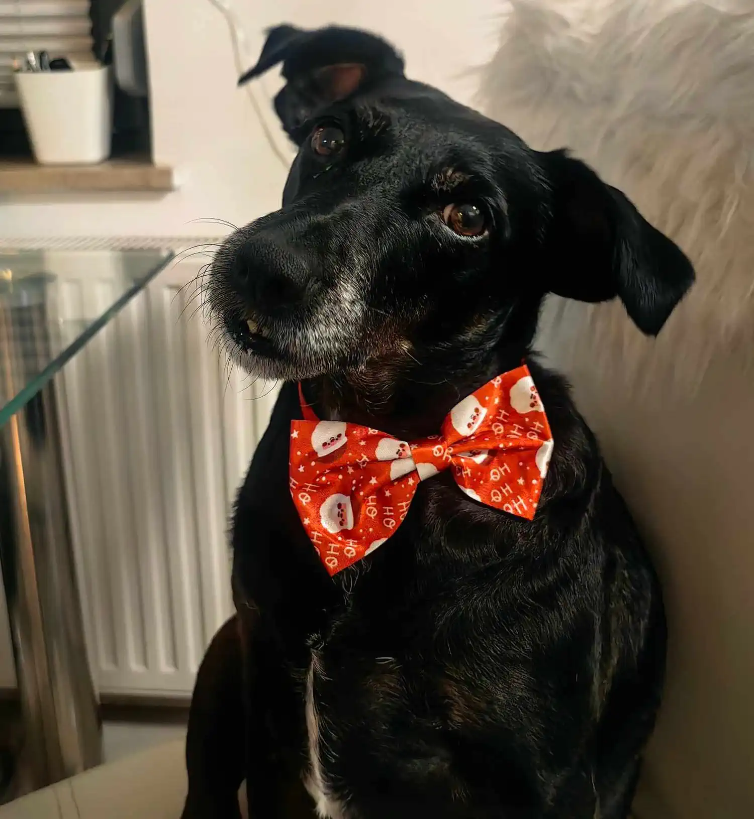 Udomljeni pas Carry – prijatelji životinja čakovec (5) Udomljeni pas Carry – prijatelji životinja čakovec (5)