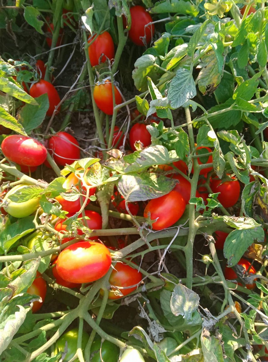 Udruga-Crleno-srce-3