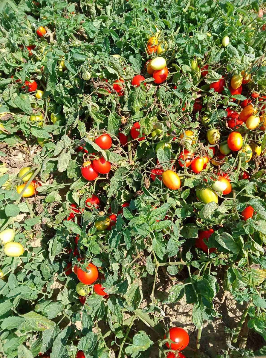 Udruga-Crleno-srce-7