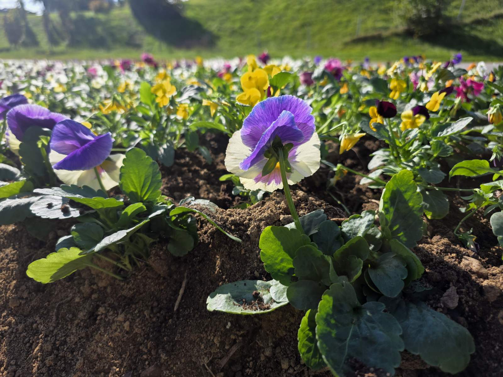 Udruga žena Hlapičina (17) Udruga žena Hlapičina (17)