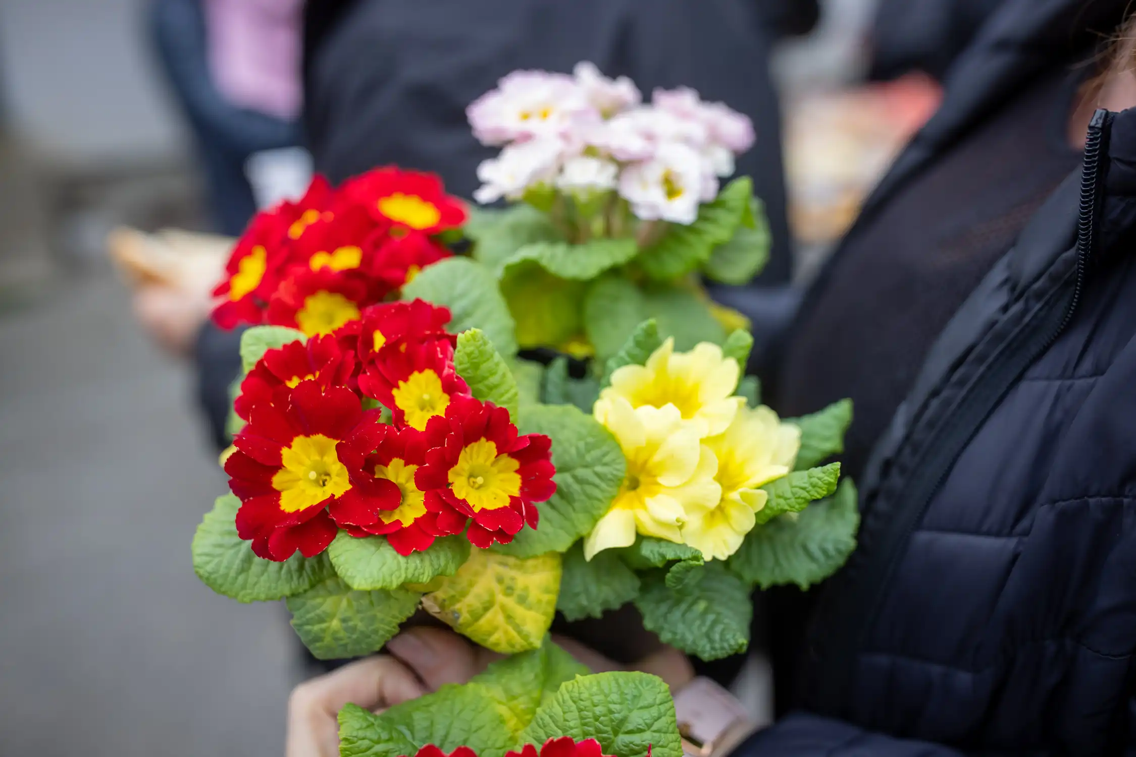 Udruga žena Stanetinec 33 Udruga žena Stanetinec 33