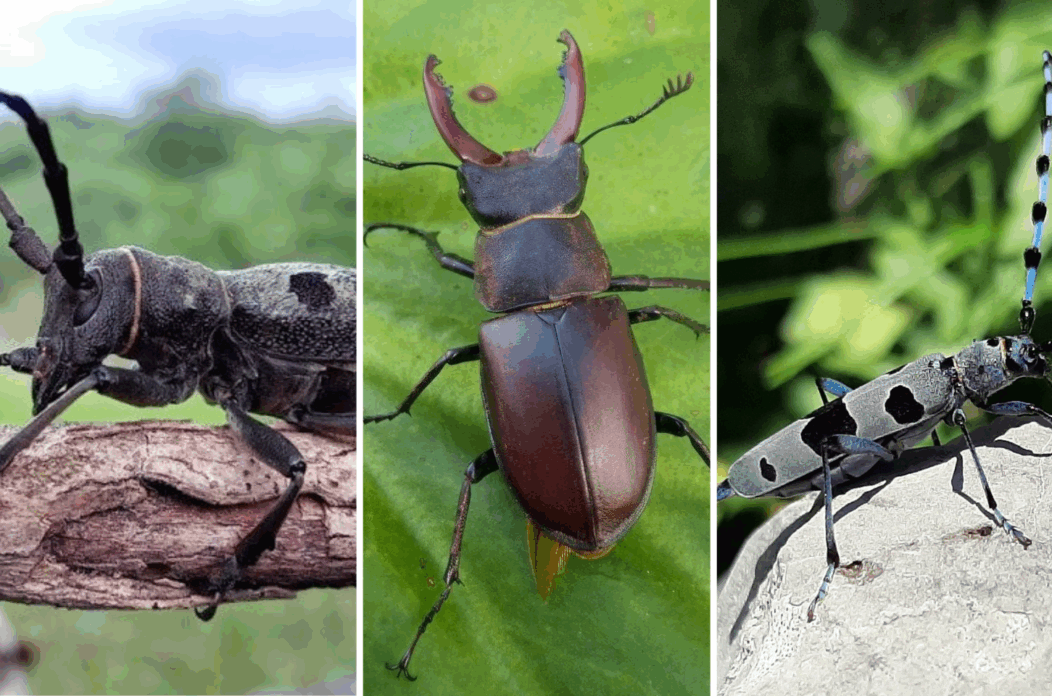 Untitled design(1) Untitled design(1)