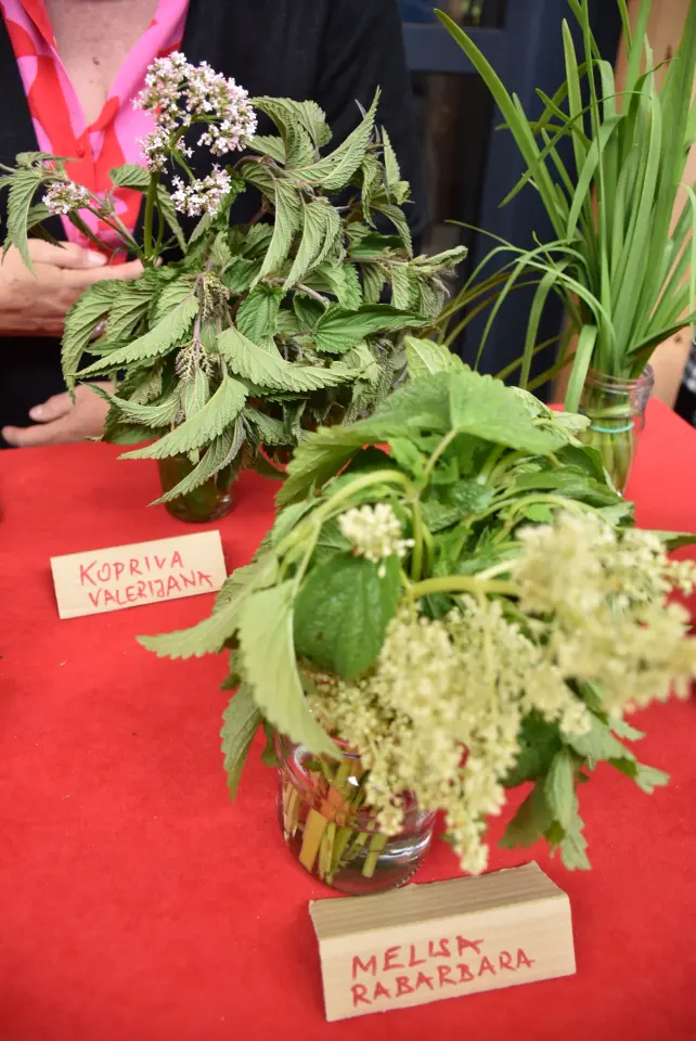 Urbanovo 2025. Štrigova otvorenje (64)