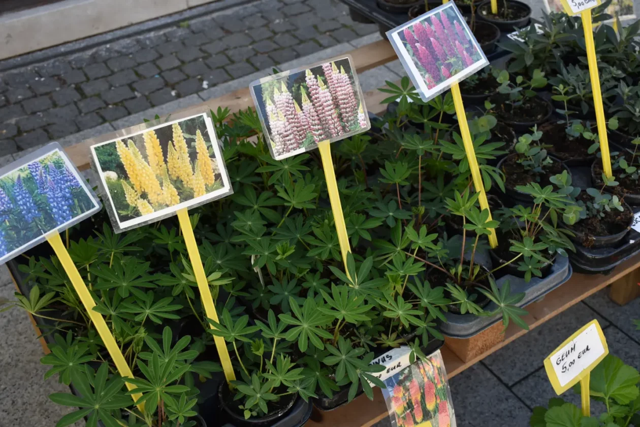 Uskršnji sajam, Čakovec, Uskrs 19.4.25 (62)