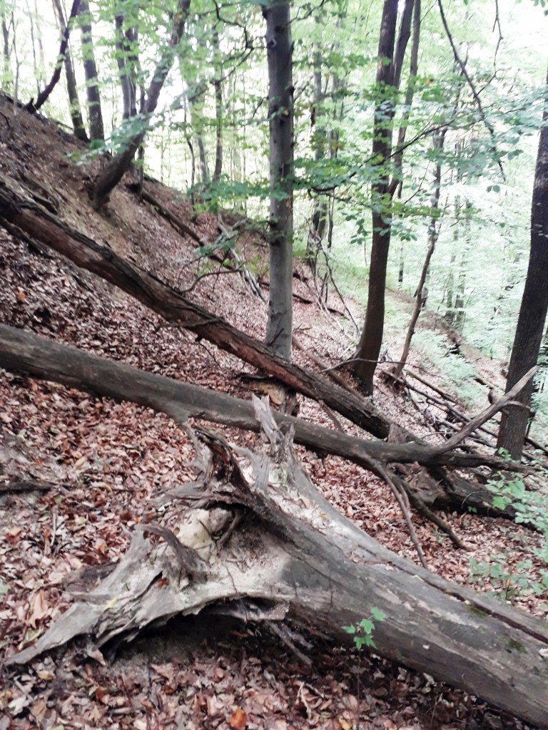 VAŽNA EPOHA Rudarska baština Dragoslavca koja je oblikovala kraj i ljude (20) VAŽNA EPOHA Rudarska baština Dragoslavca koja je oblikovala kraj i ljude (20)