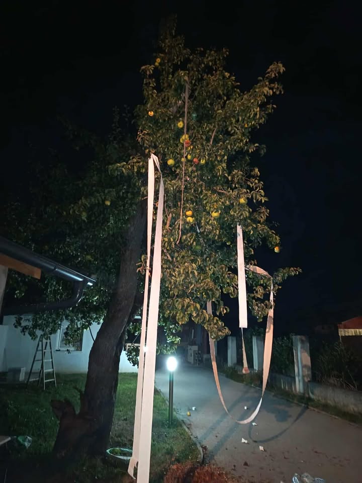 VESELO POTEPANJE Žene se Emina Grula i Matija Varga (10) VESELO POTEPANJE Žene se Emina Grula i Matija Varga (10)