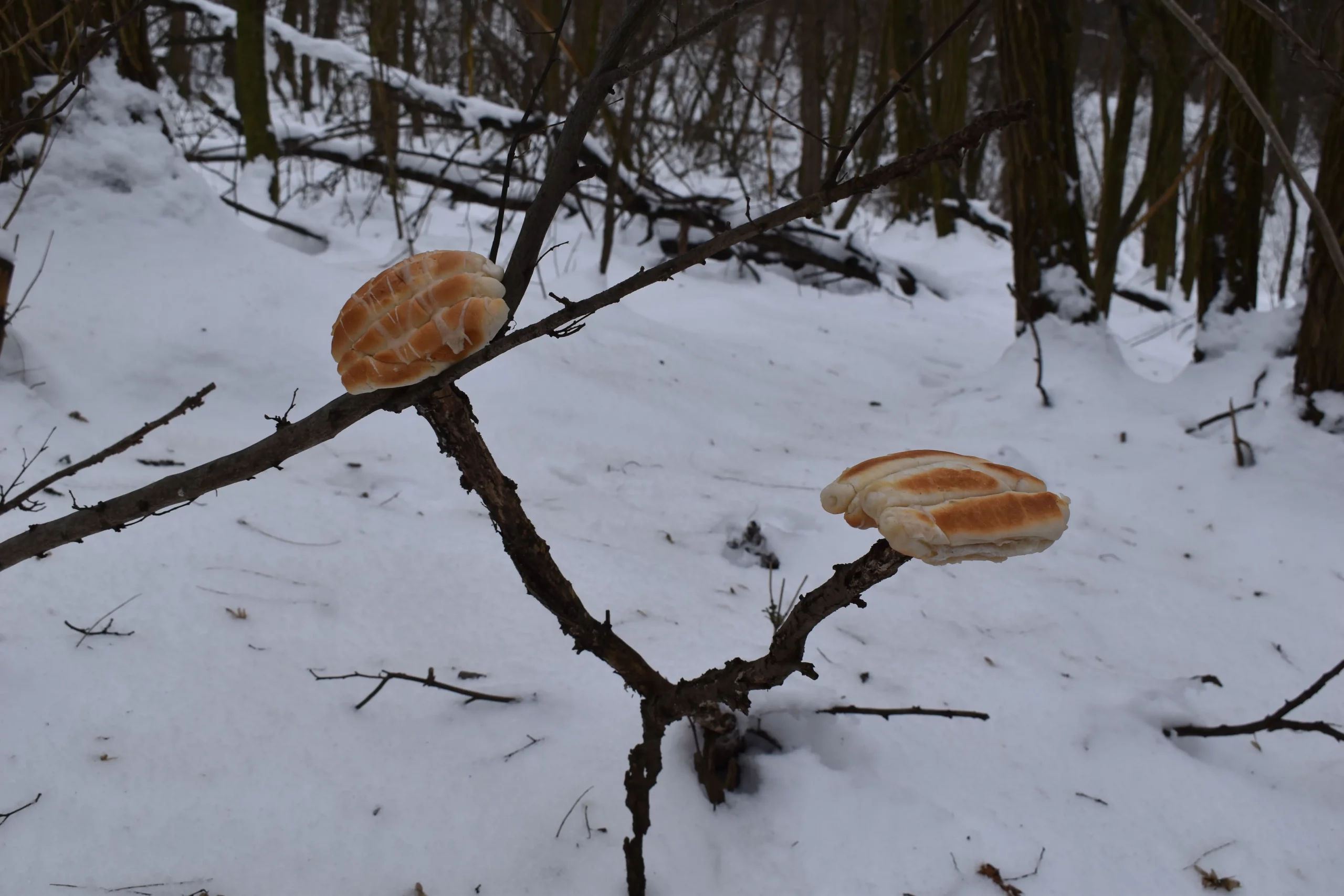 VINCEKOV POHOD PD Bundek (1)