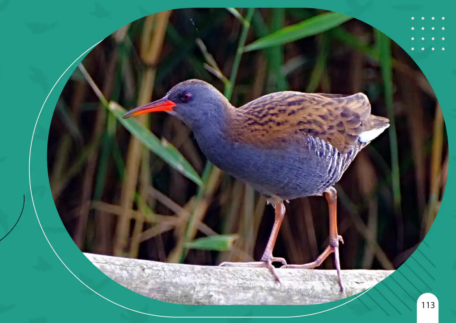 VOLONTERI I PRIRODA Predstavljanje knjige ‘Ptice iz serjojnske okolice’ povodom Međunarodnog dana volontera (1)