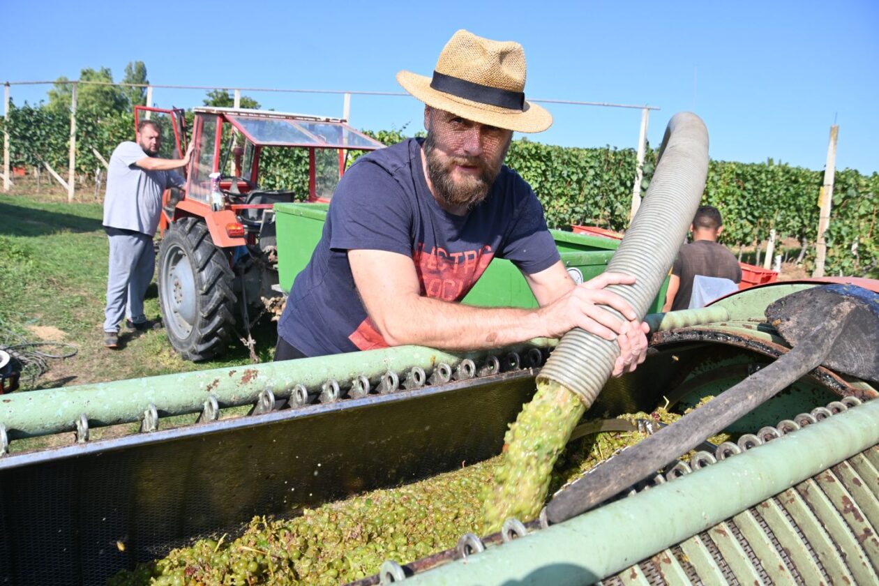 VUKANOVEC Berba u spomen na Branka Kovača-Carinika (10)