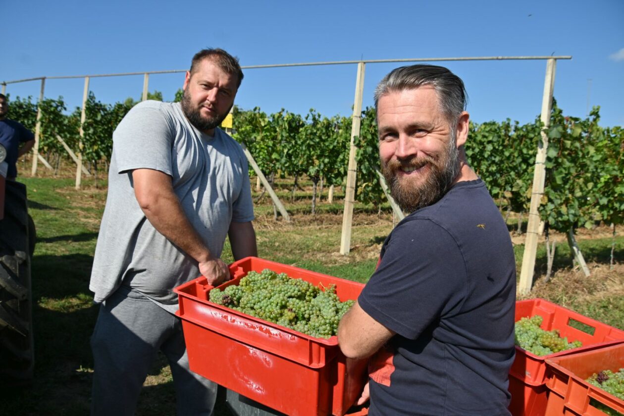 VUKANOVEC Berba u spomen na Branka Kovača-Carinika (11)