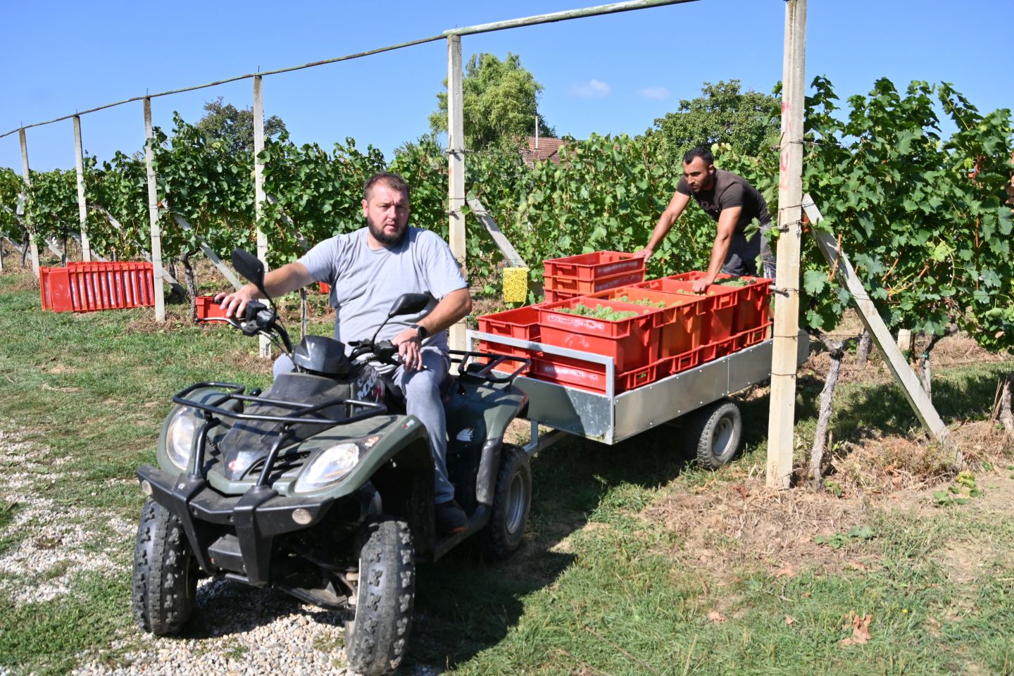 VUKANOVEC Berba u spomen na Branka Kovača-Carinika (12)