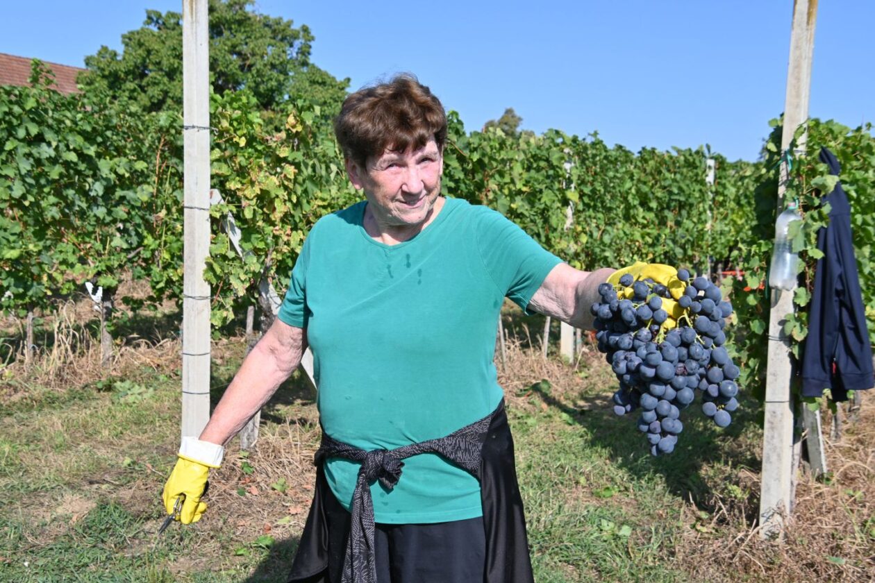 VUKANOVEC Berba u spomen na Branka Kovača-Carinika (14)