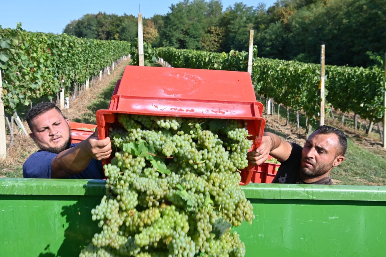 VUKANOVEC Berba u spomen na Branka Kovača-Carinika (9)