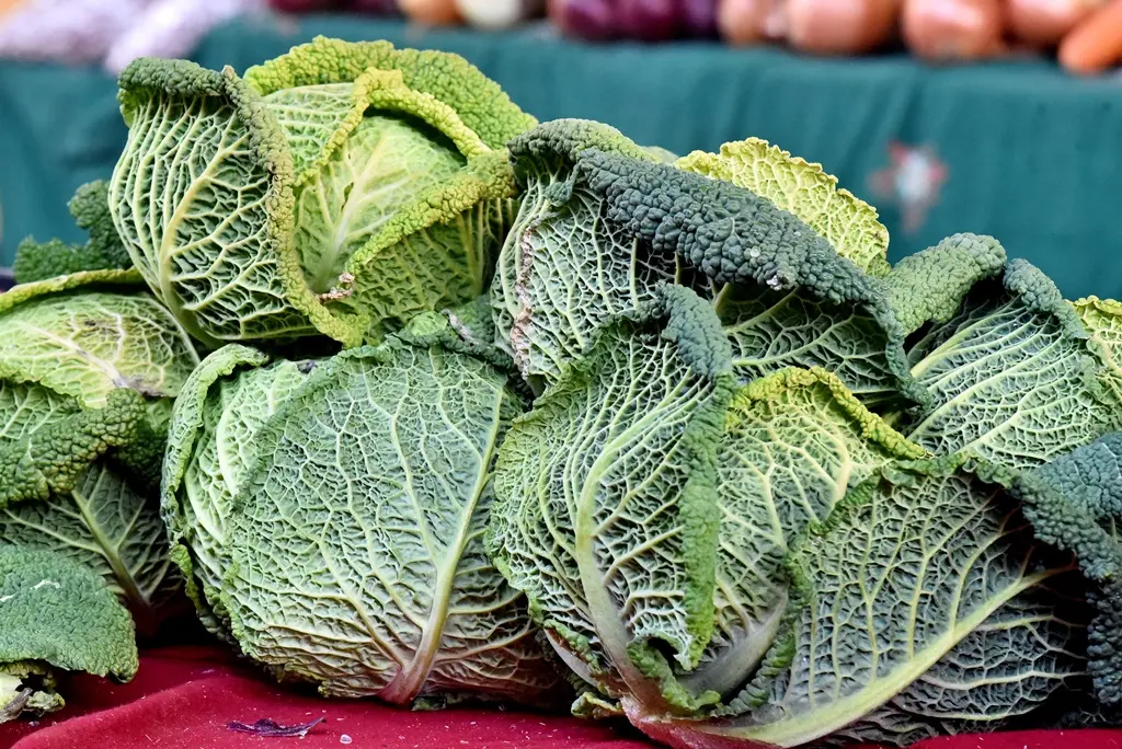 Varaždinski plac (13)