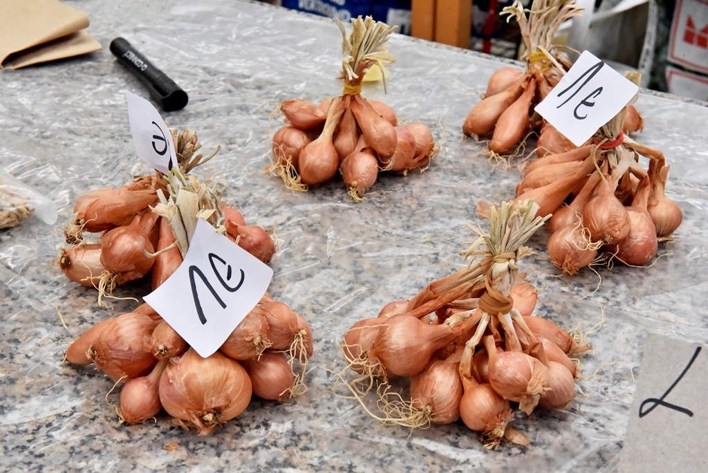 Varaždinski plac (3)