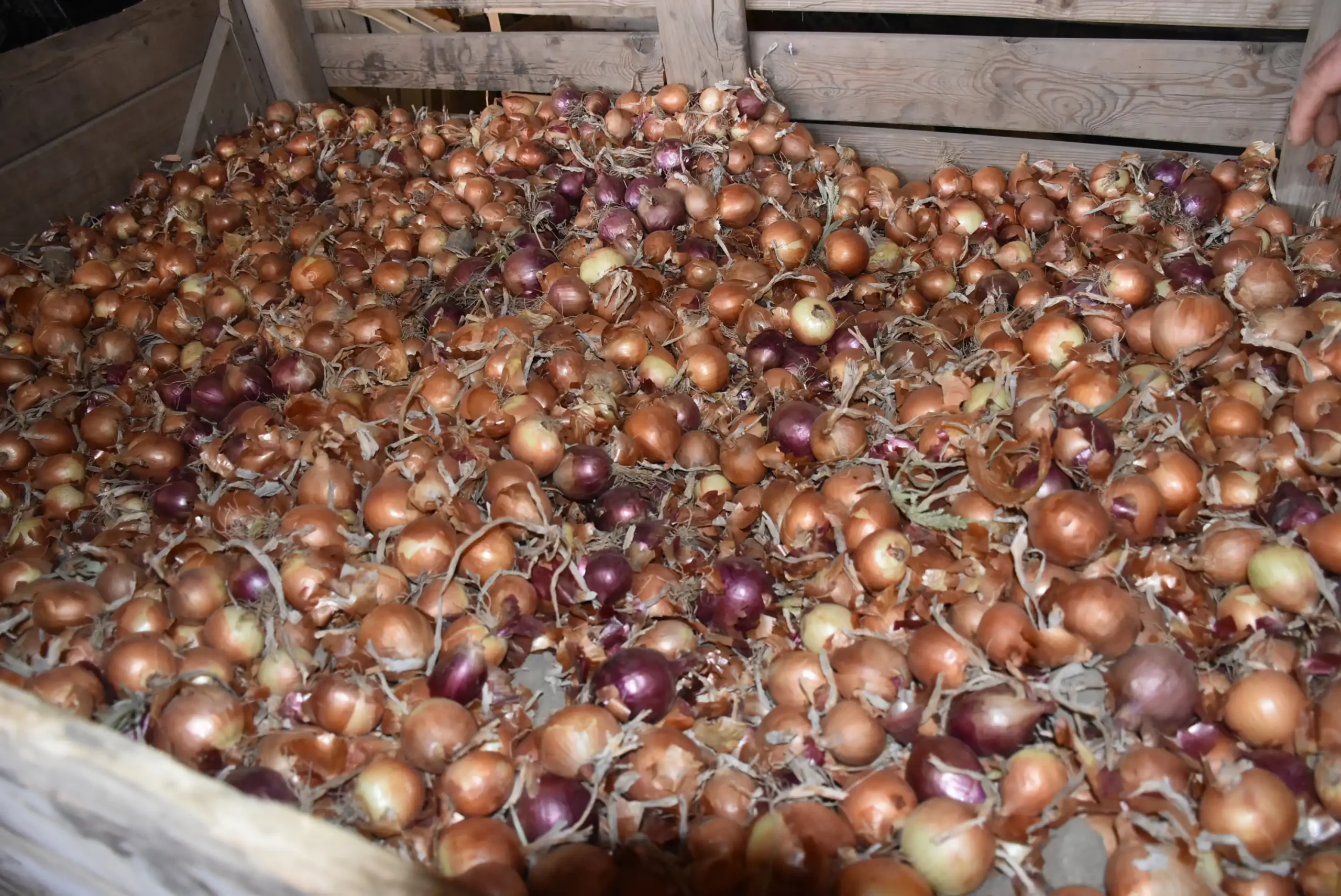 Velibor Balog (16) Velibor Balog (16)