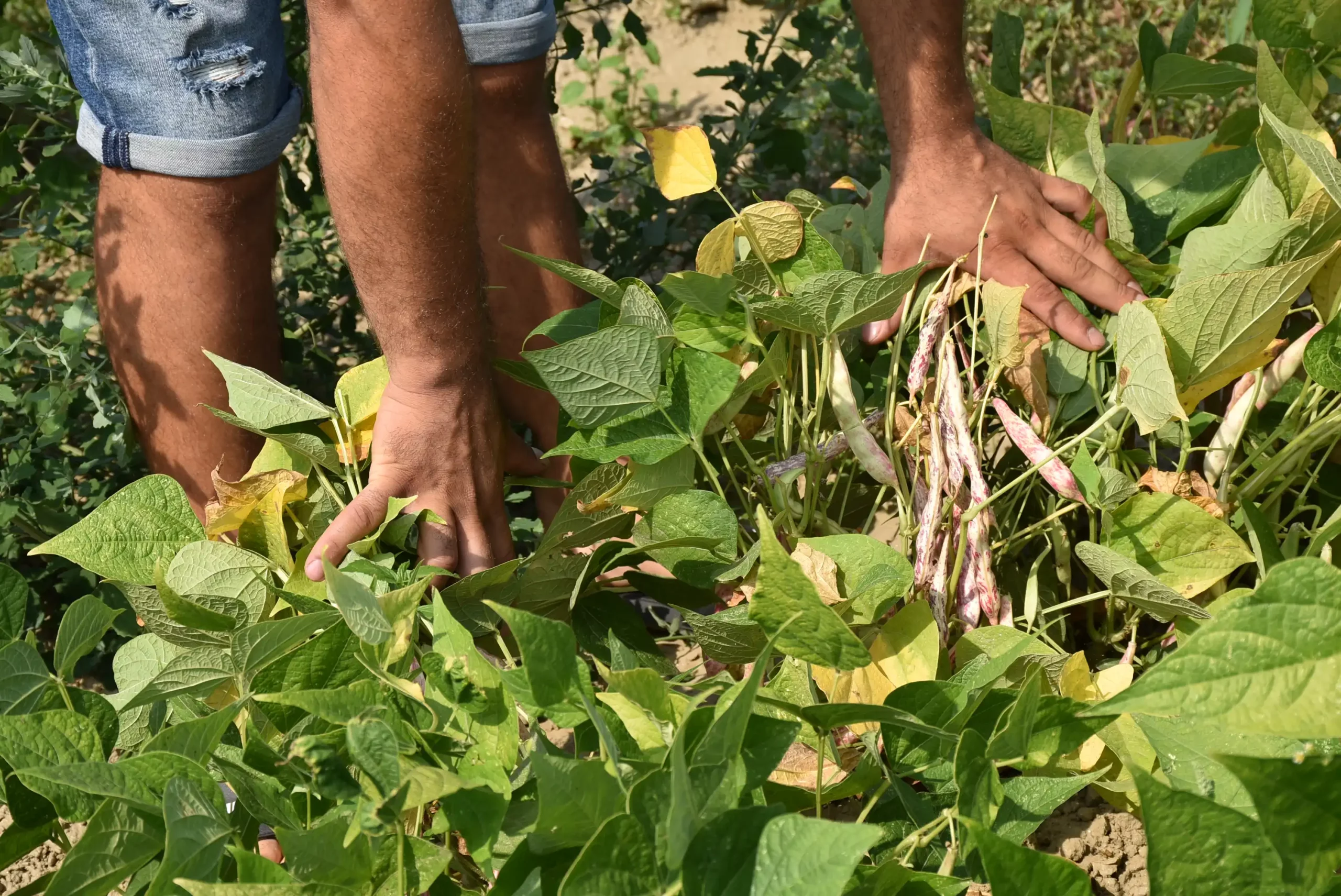 Velibor Balog (20) Velibor Balog (20)