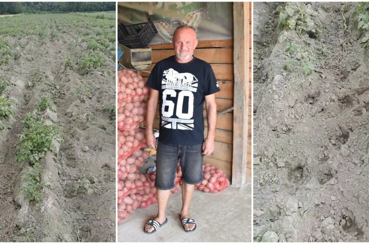 Velibor Balog šteta naslovna