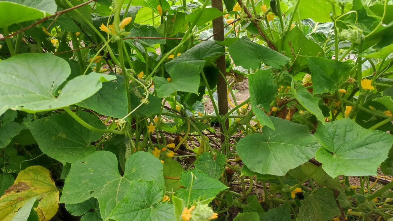 Veronika Živolić,vrt (1)