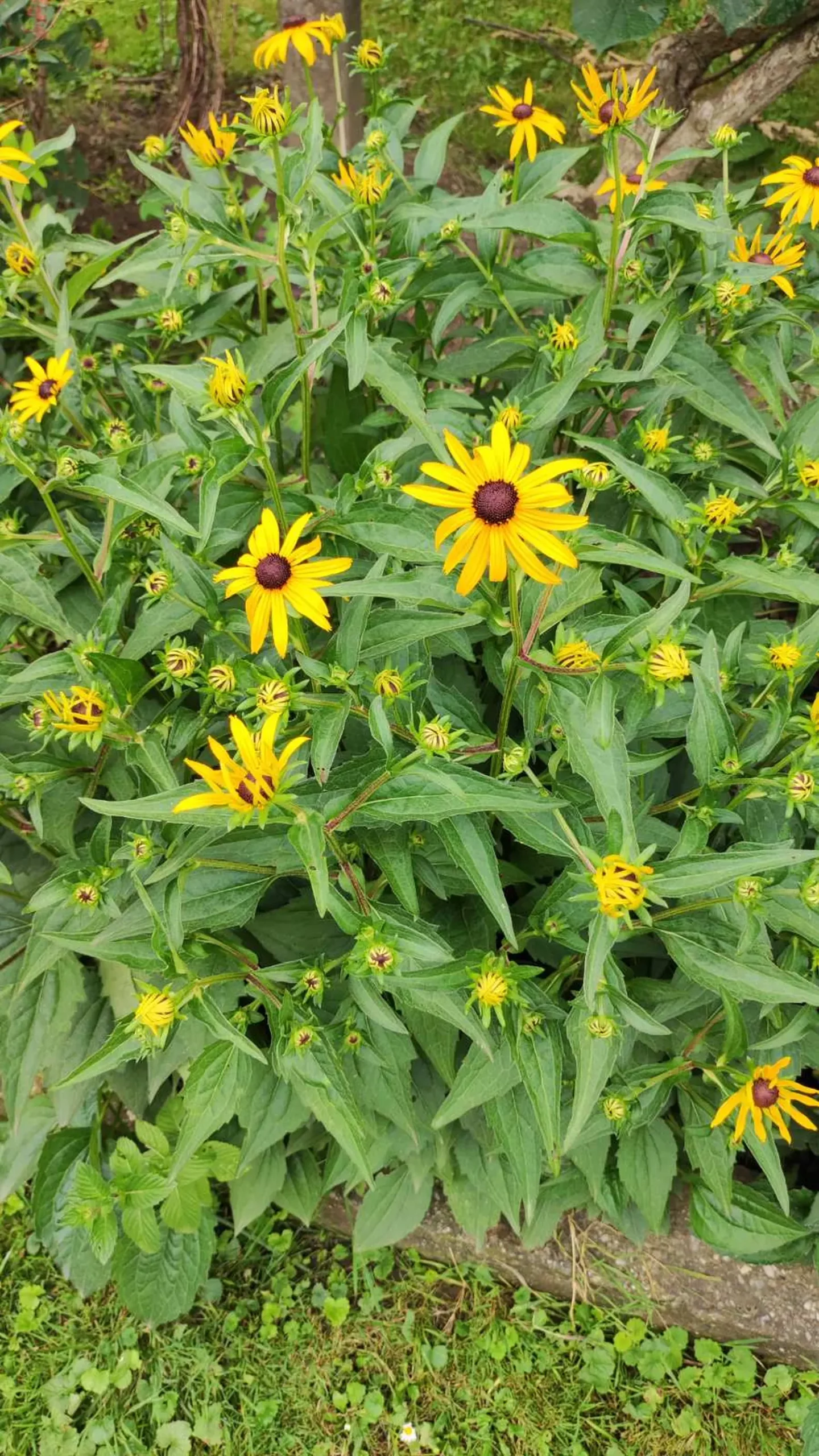 Veronika Živolić,vrt (10)