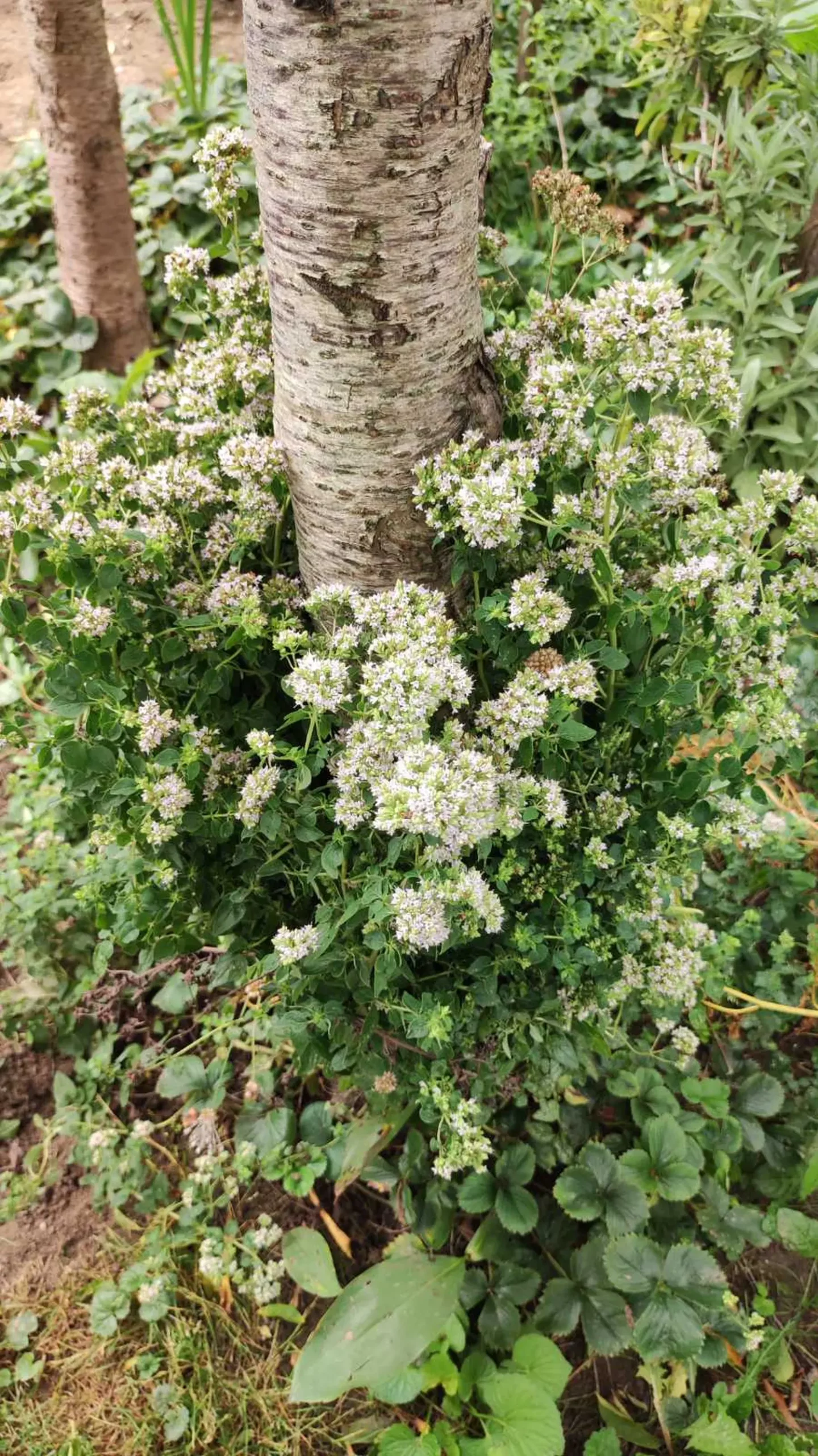 Veronika Živolić,vrt (11)