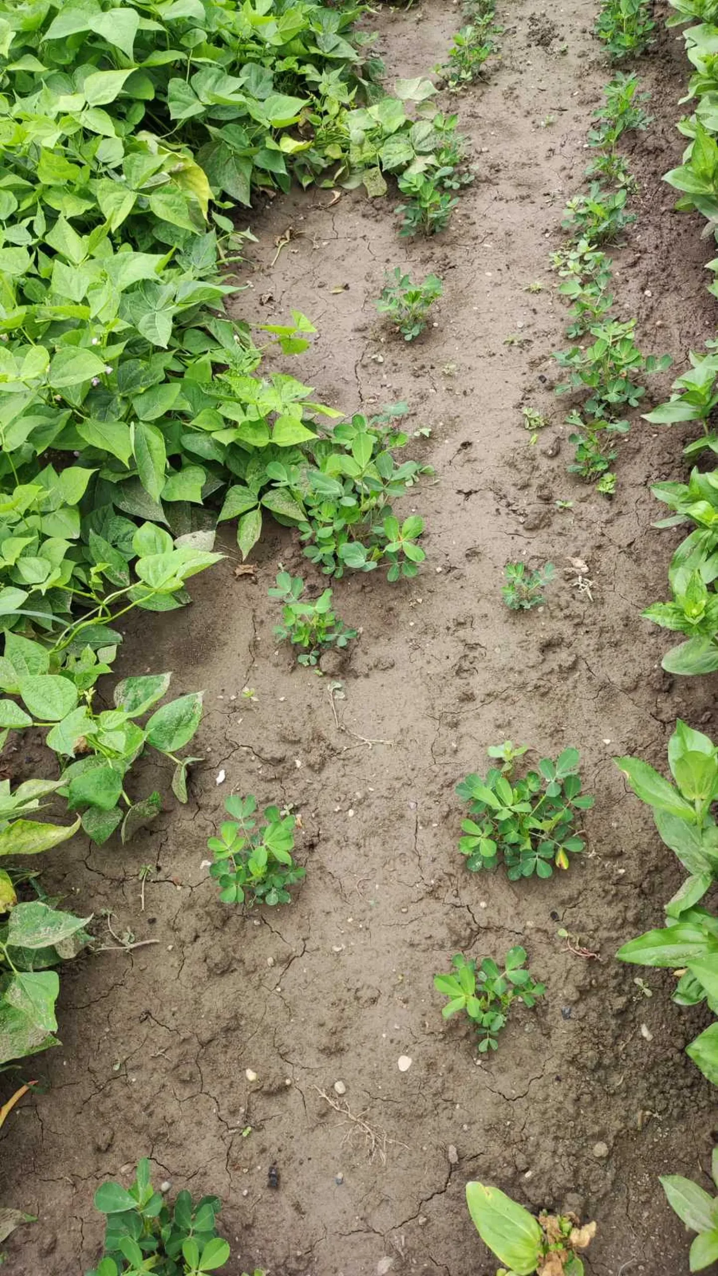 Veronika Živolić,vrt (12)