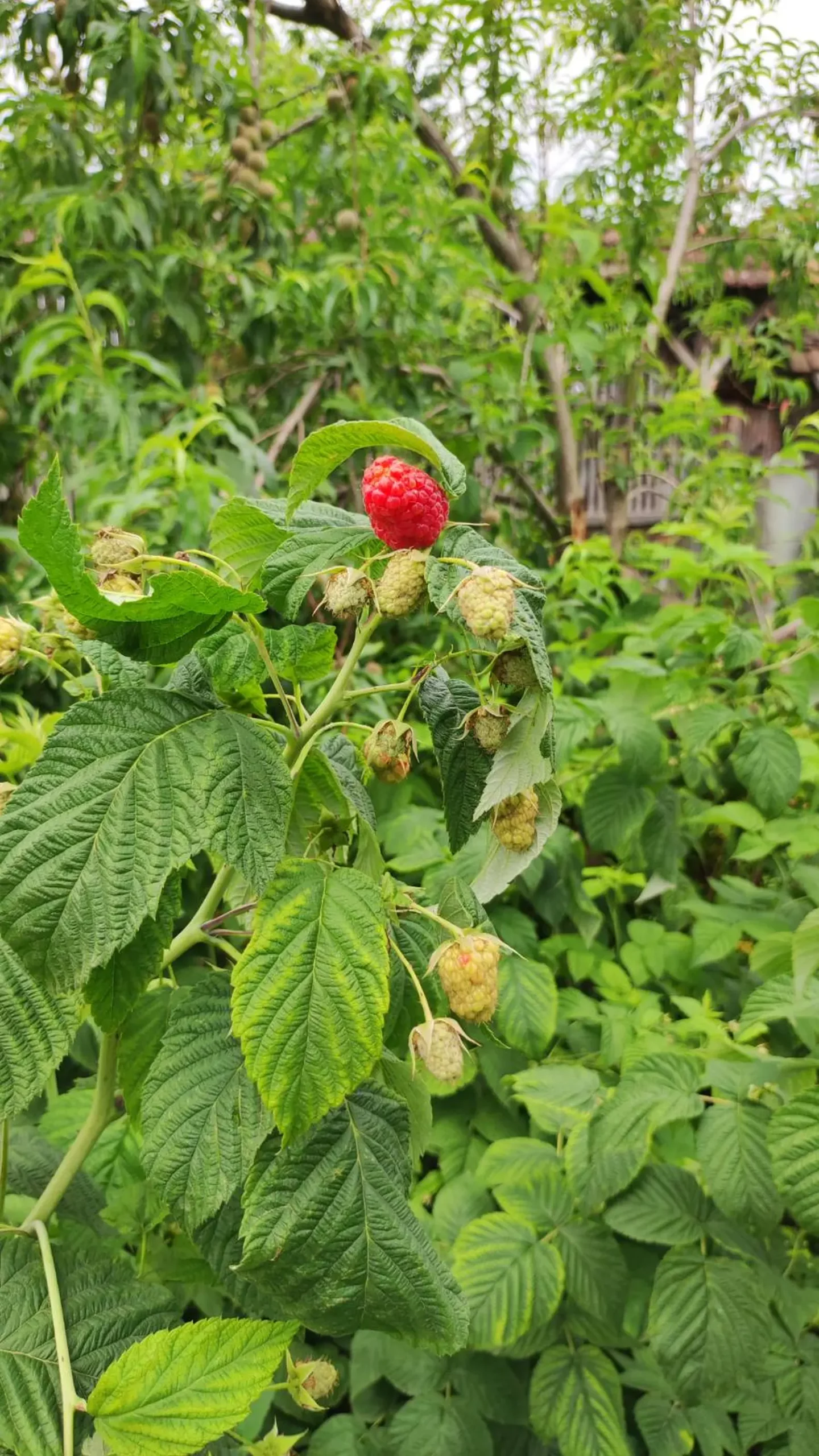 Veronika Živolić,vrt (13)