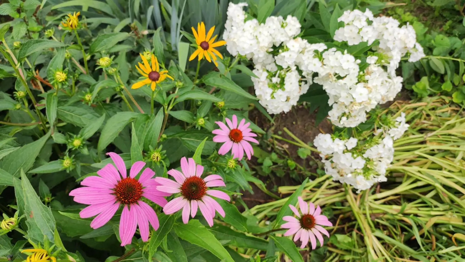 Veronika Živolić,vrt (14)