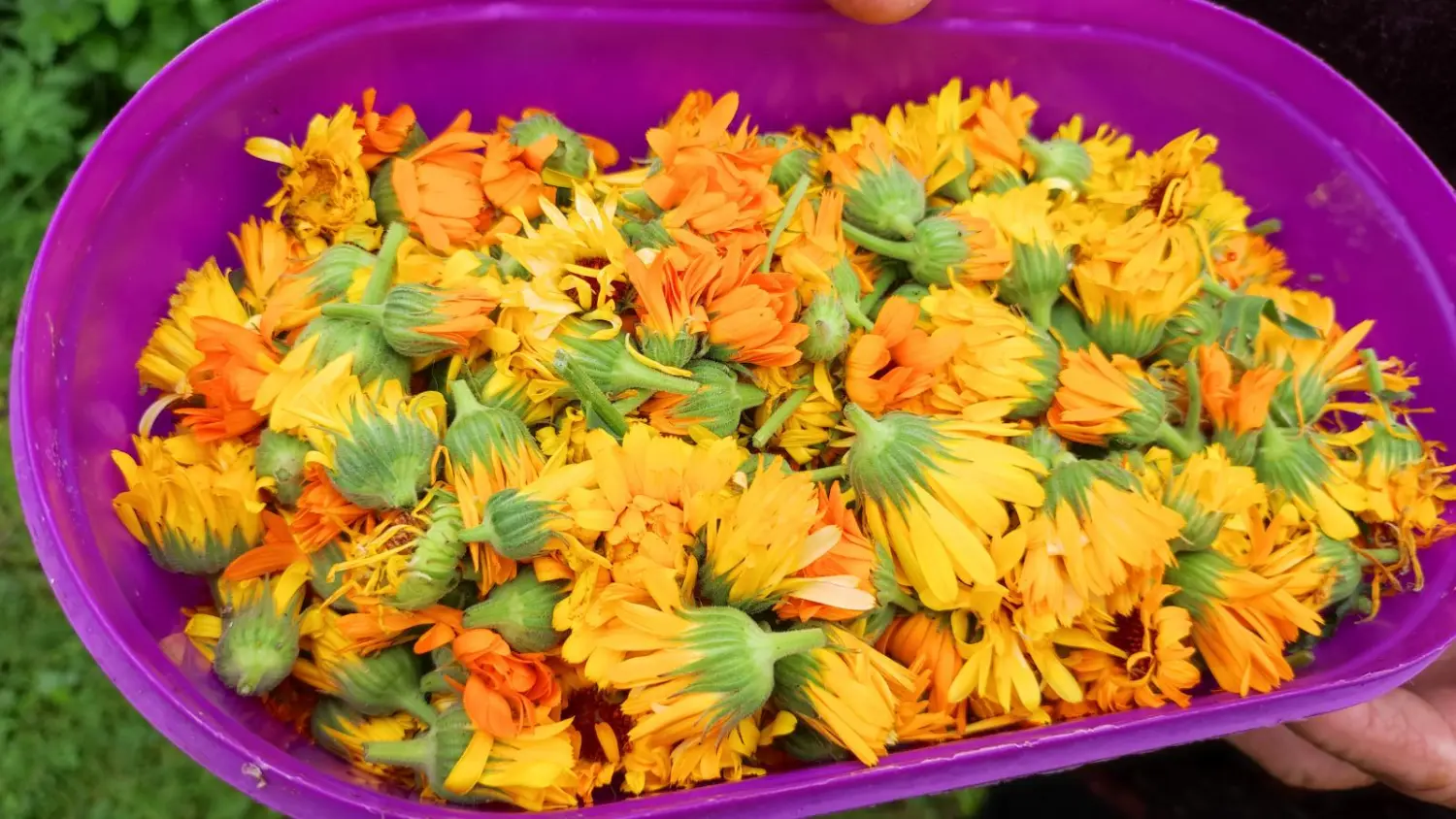 Veronika Živolić,vrt (15)