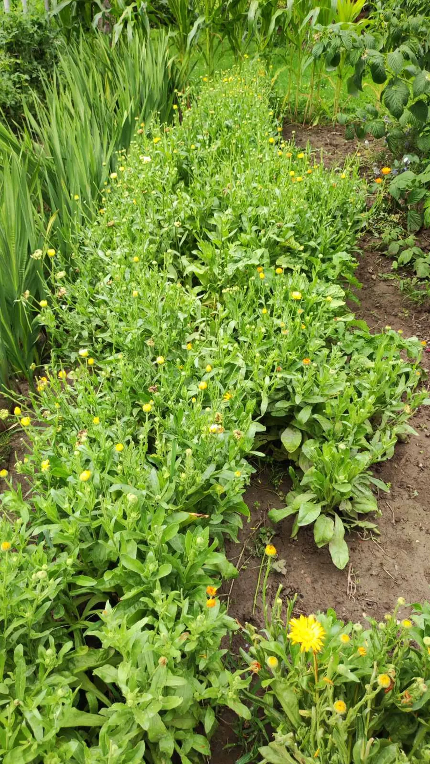 Veronika Živolić,vrt (16)