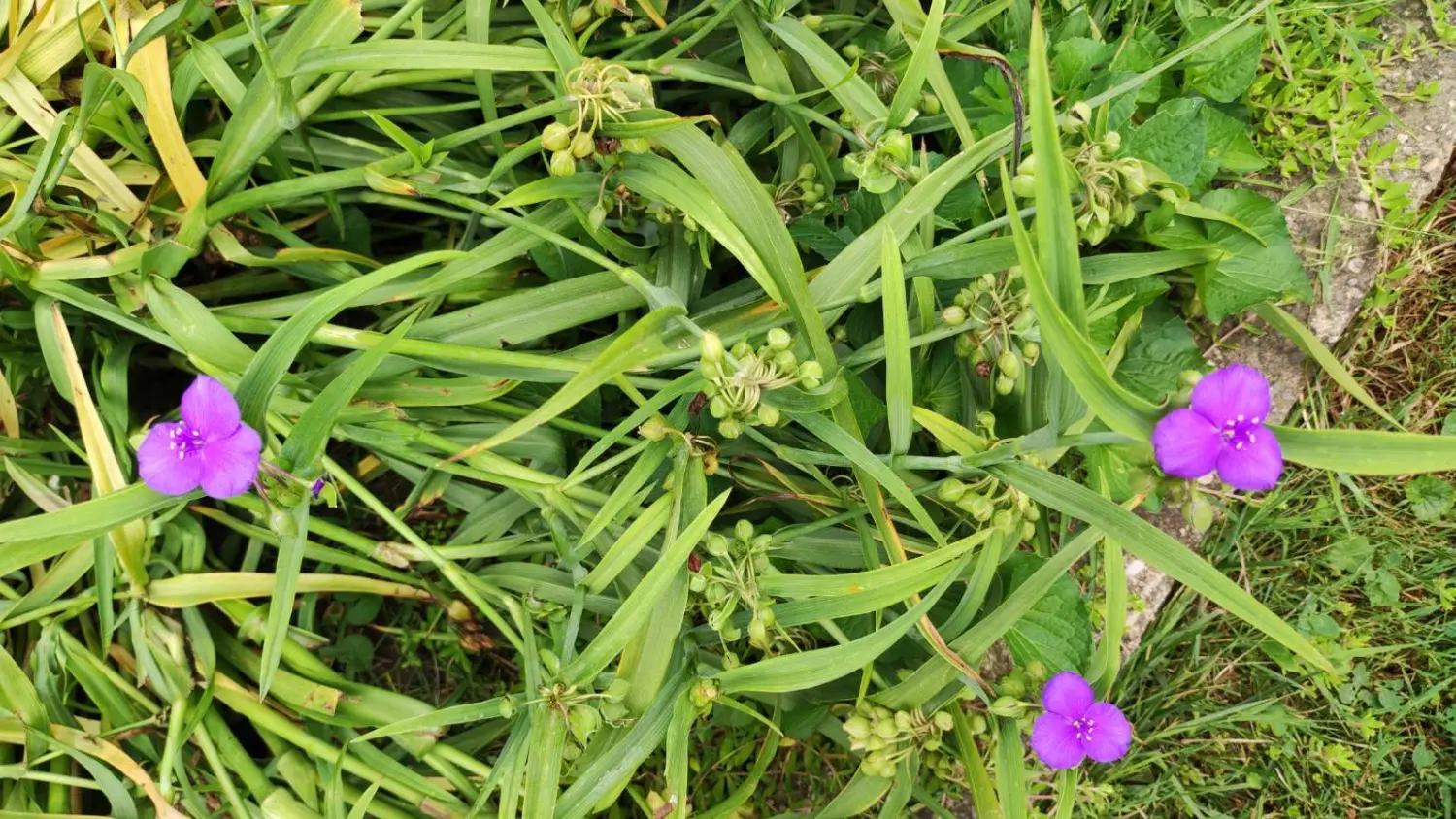 Veronika Živolić,vrt (19)
