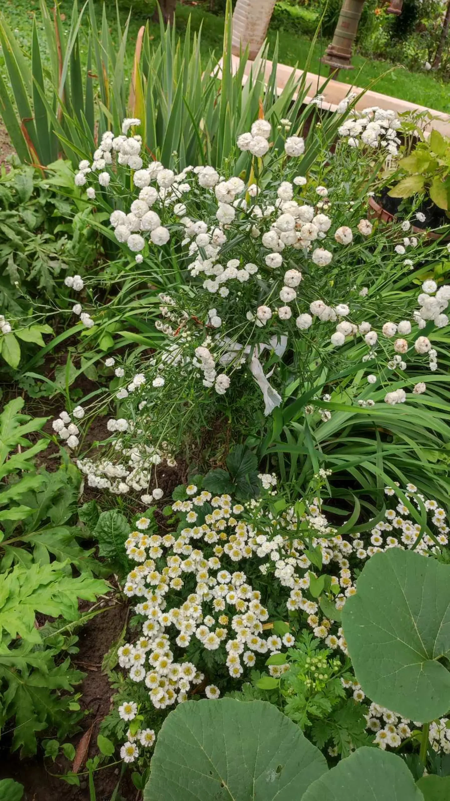 Veronika Živolić,vrt (2)