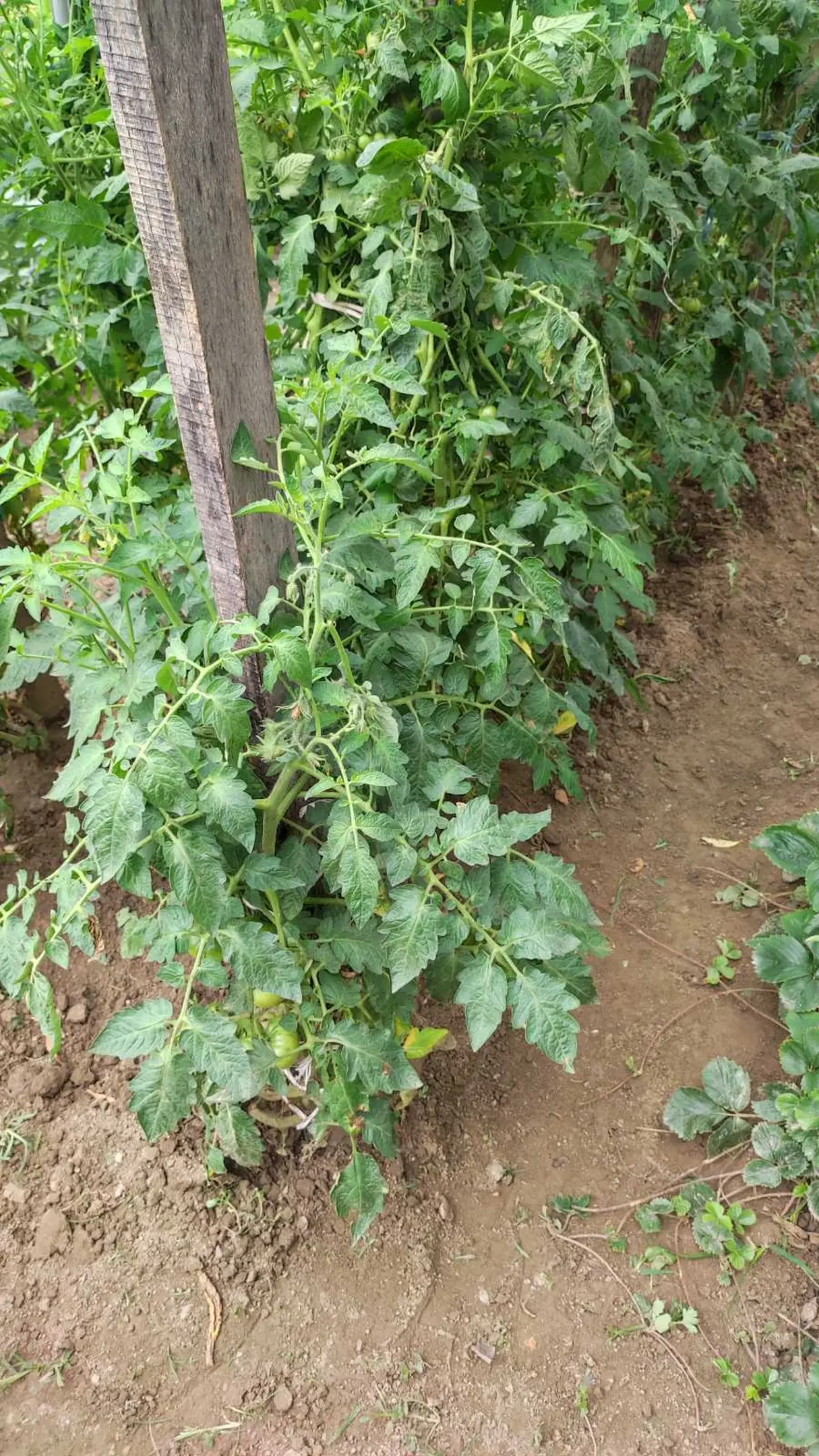 Veronika Živolić,vrt (20)