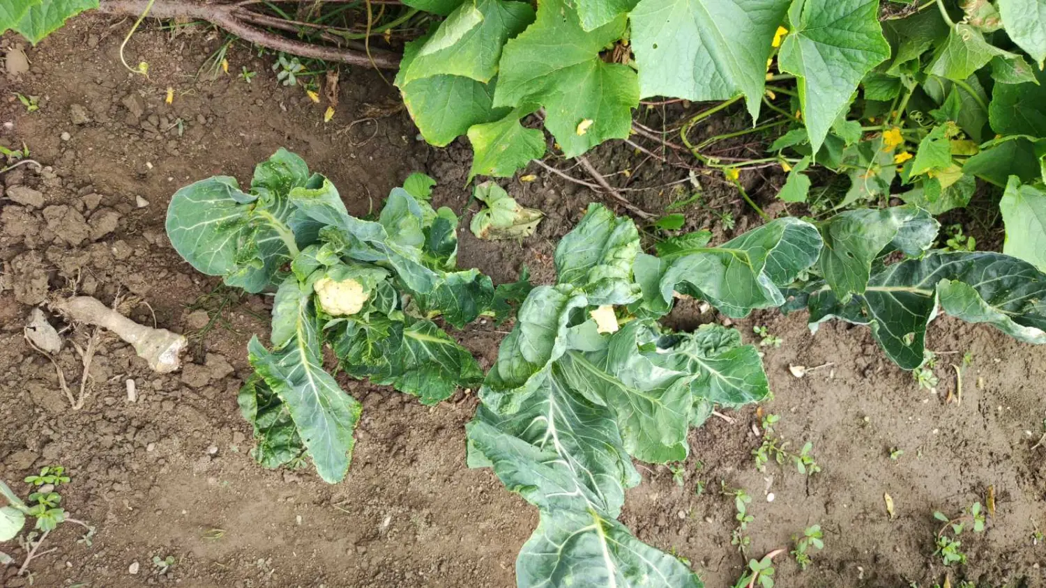 Veronika Živolić,vrt (21)