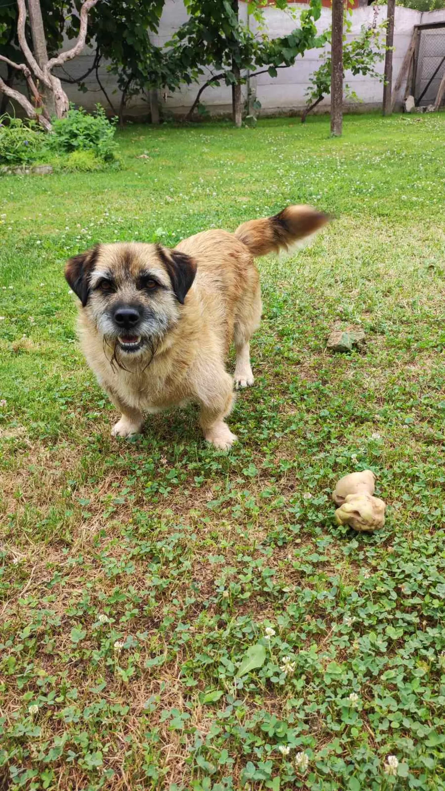 Veronika Živolić,vrt (22)