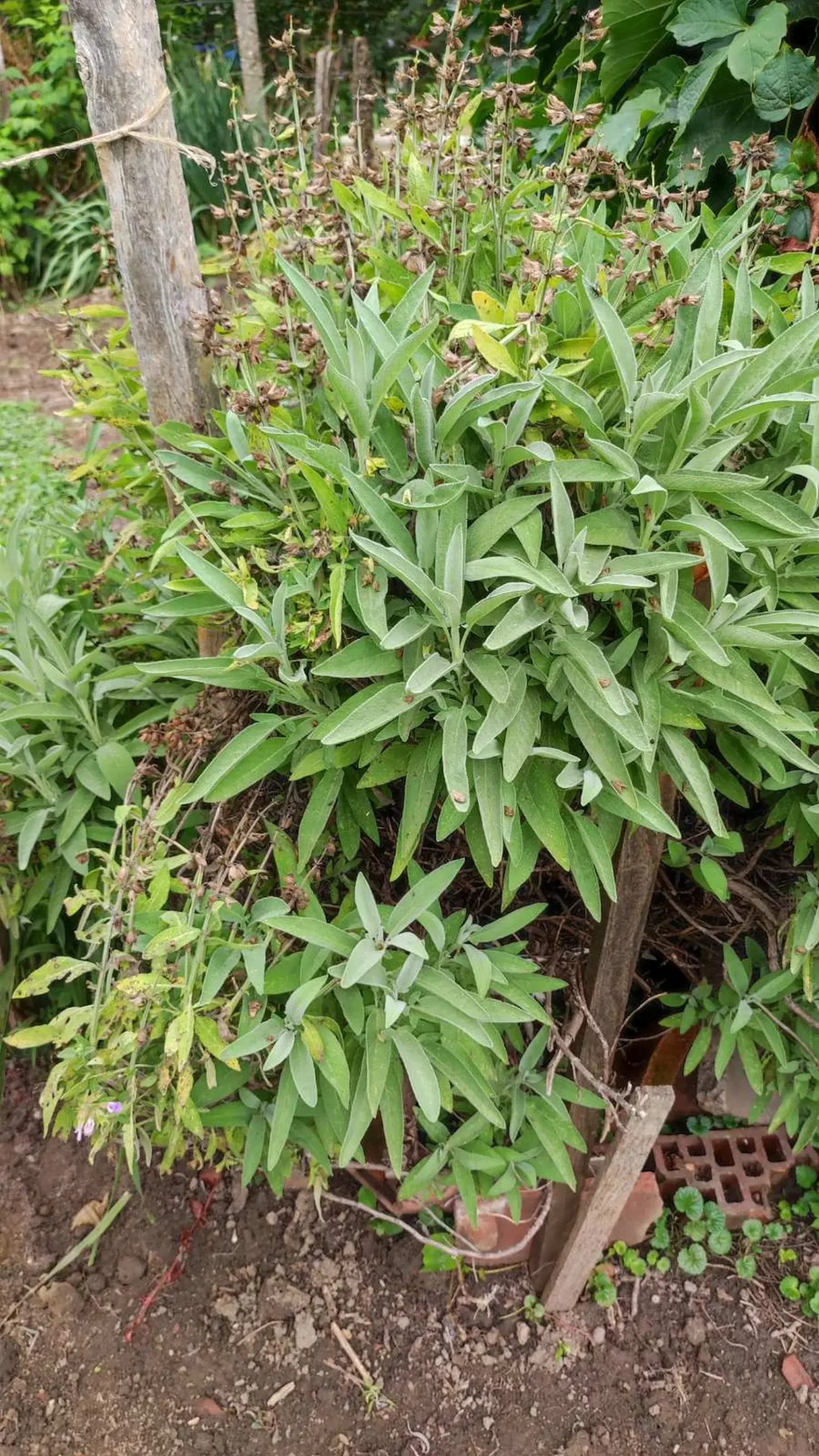 Veronika Živolić,vrt (23)